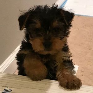 Meet your Posher, Chris